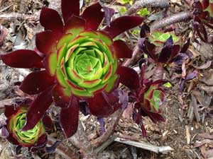 Y3sub29_JanFeb_succu25