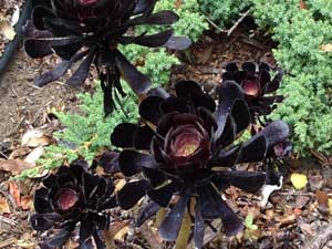 Y3sub29_JanFeb_succu26