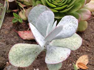 Y3sub29_JanFeb_succu28