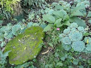 Y3sub29_JanFeb_succu29