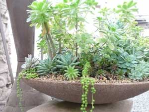 Y3sub29_JanFeb_succu35