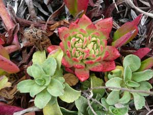 Y3sub29_JanFeb_succu38