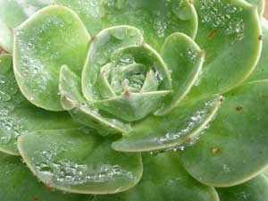 Y3sub29_JanFeb_succu40