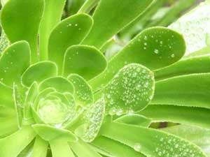 Y3sub29_JanFeb_succu42