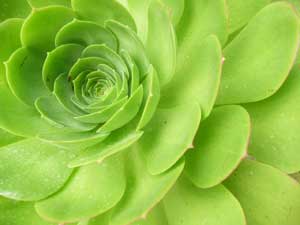 Y3sub29_JanFeb_succu43